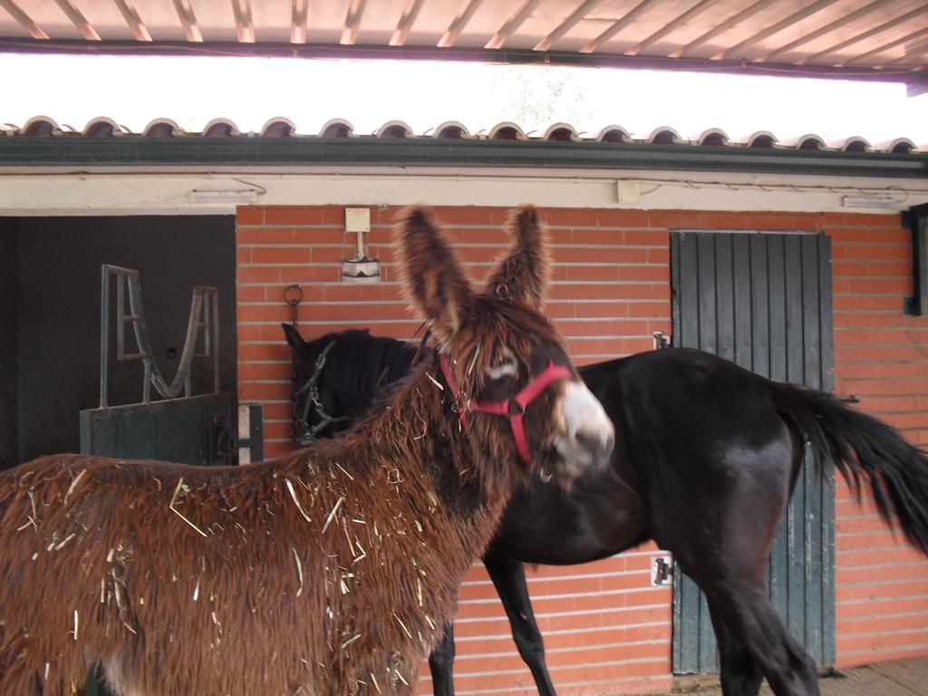 Quinta Do Outeiro Alto Villa ก็องสตังเซีย ภายนอก รูปภาพ